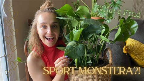 BIG BOX Store Plant Find of the YEAR! Sport Variegated Monstera Deliciosa - YouTube