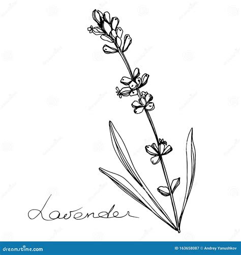 Vector Lavender Floral Botanical Flowers. Black and White Engraved Ink ...