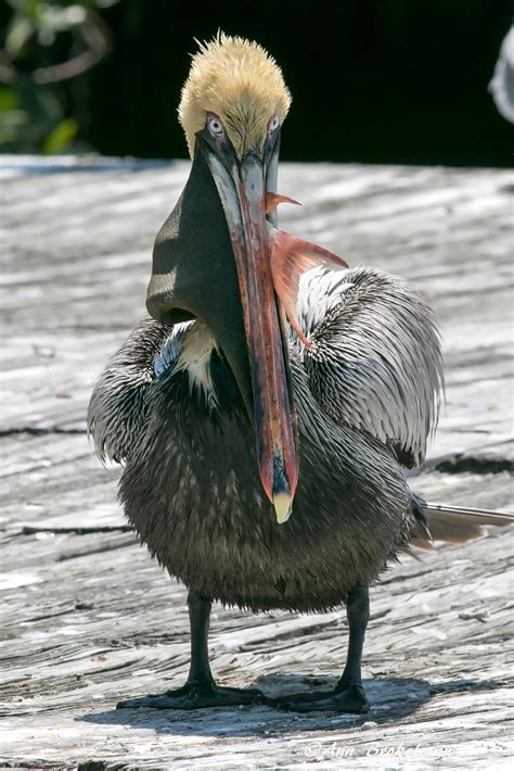 Ann Brokelman Photography: Brown Pelicans Keys Florida