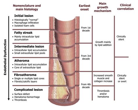 How Does A Fatty Streak Happen In Arteries