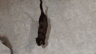 For animated GIFs, How to catch a cat. [video]