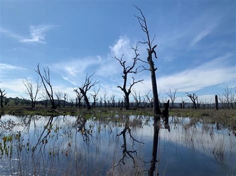 Wetlands are the Kidneys of the Landscape - Winton Wetlands