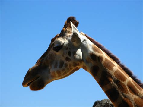 giraffe head by fa-stock on DeviantArt