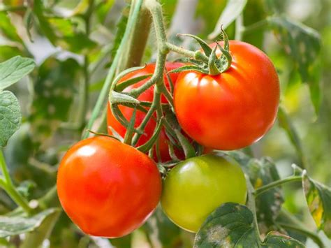 Is a Tomato a Fruit or a Vegetable? | Britannica