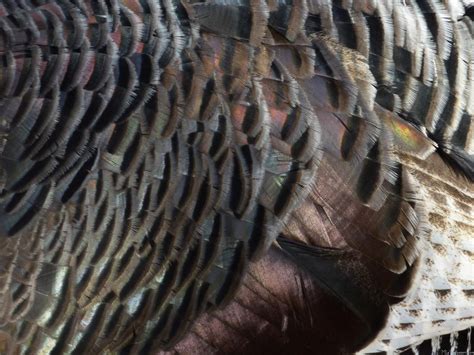 MLeWallpapers.com - Wild Turkey Feathers I