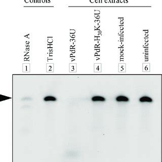 RNase activity assay with vPdR-36U and vPdR-H 30 K-36U. SK-6 cells were... | Download Scientific ...