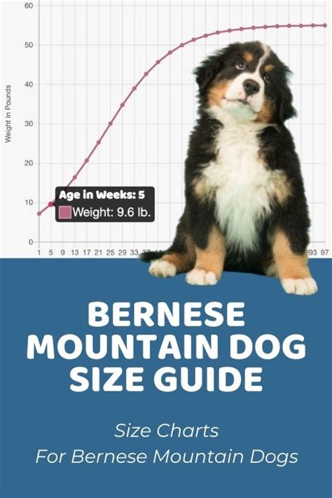 Bernese Mountain Dog Size Guide: How Big Does a BMD Get? - Puppy Weight ...