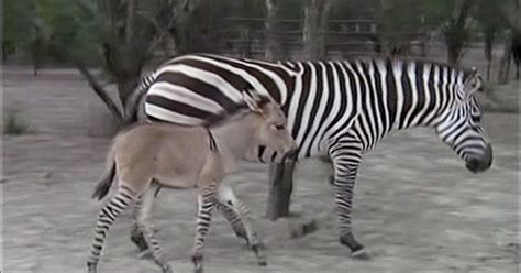 ‘Zonkey’ (zebra + donkey) was born at Mexico zoo