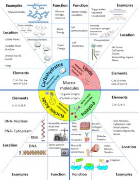 Macromolecules Concept Map