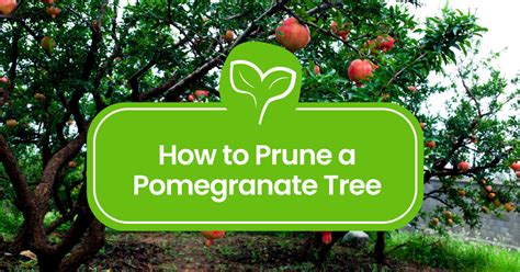 How to Prune a Pomegranate Tree: your Step-by-Step Guide - Plant ...