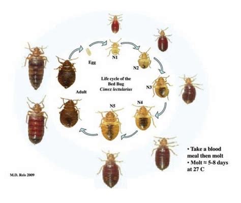 cockroach life cycle days - Malinda Childers