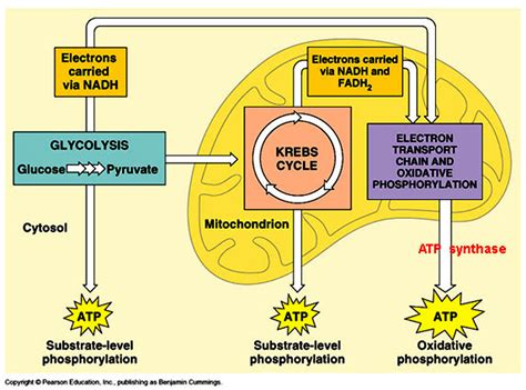 Ch9 Cellular Respiration MR DODD WALDWICK HIGH SCHOOL - diagram