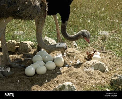 Ostrich egg hatch hi-res stock photography and images - Alamy