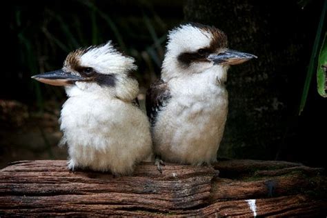 Laughing Kookaburra