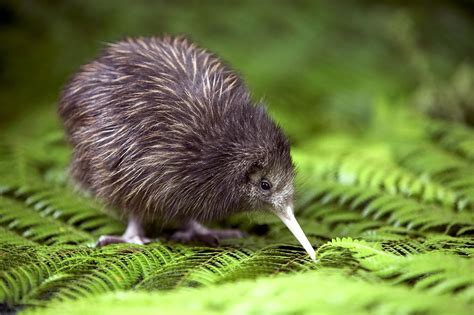 The Kiwi Bird - Endangered animals and their habitats