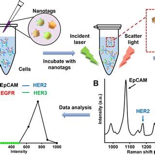 (A) Schematic illustration of cell surface markers labelling using ...