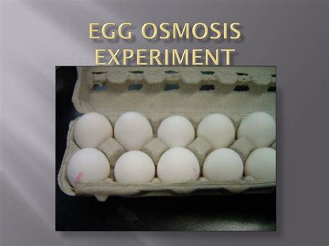 PPT - Egg Osmosis Experiment PowerPoint Presentation, free download - ID:2861734