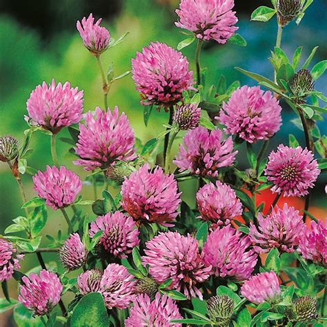 Red Clover – Kings Seeds Direct