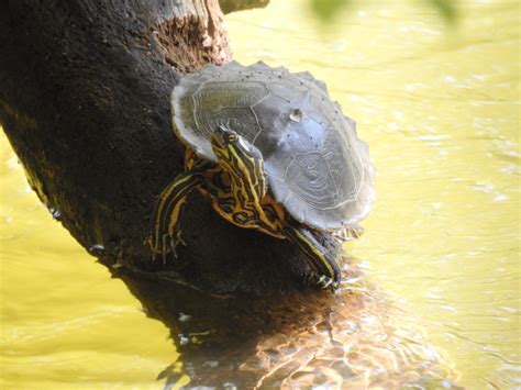 Black-knobbed Map Turtle – Reptiles and Amphibians of Mississippi