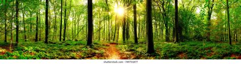 Forest Panorama Stock Photos - 1,838,873 Images | Shutterstock