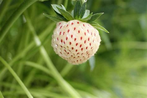 How To Grow Pineberries | Garden Culture Magazine