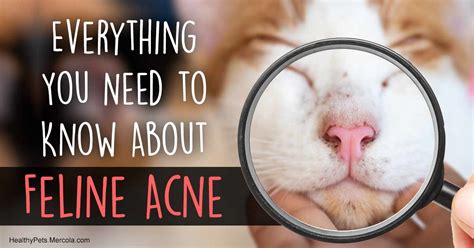 57 Best Images Cat Chin Acne Medicine / Feline Acne - Dr. Nelson's Veterinary Blog | eroticsmusesmgl