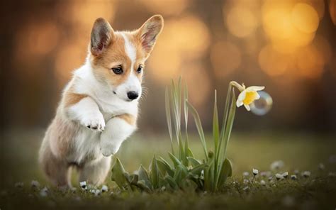 Cute Corgi Wallpapers - Top Free Cute Corgi Backgrounds - WallpaperAccess