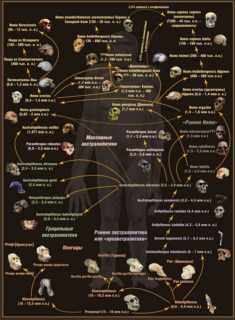 Family Tree Human Evolution | Family Tree