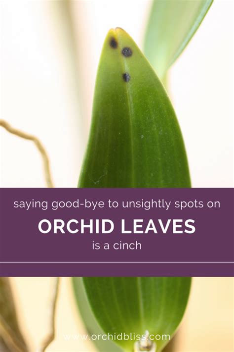 Got a Sick Orchid? How to identify and treat orchid pests and disease