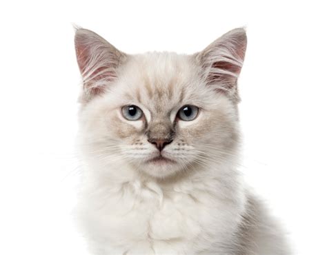 Primer plano de un gatito ragdoll, aislado en blanco | Foto Premium