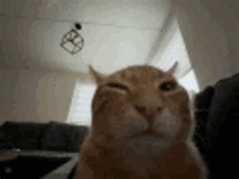 Funny GIF - Funny - Discover & Share GIFs