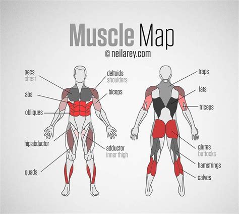 These 29 Diagrams Are All You Need To Get In Shape | Muscle groups to ...