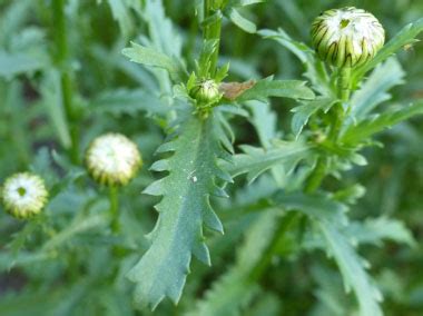 Oxeye Daisy: Pictures, Flowers, Leaves & Identification | Leucanthemum ...