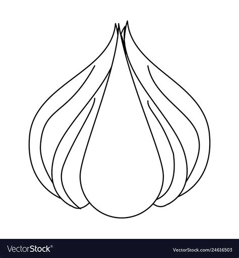 Garlic fresh vegetable in black and white Vector Image