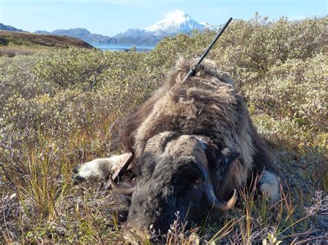 Southern Greenland Muskox Hunting - Worldwide Trophy Adventures