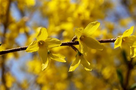 Flowers Spring Forsythia - Free photo on Pixabay - Pixabay