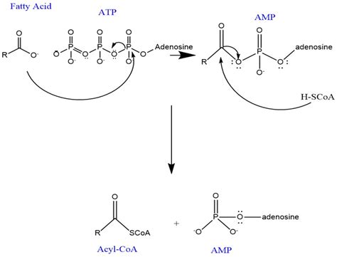 Beta Oxidation of Fatty Acids | ChemTalk