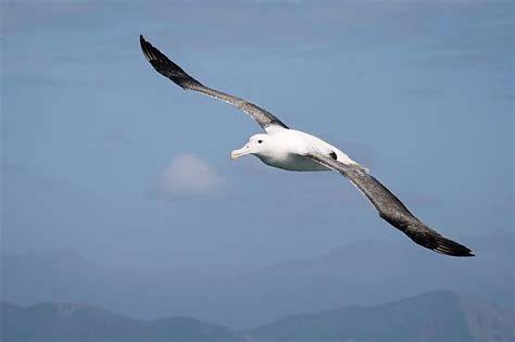 Wandering Albatross Facts - WorldAtlas