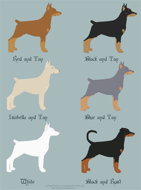 Doberman Pinscher Coat Color Guide by xLunastarx on DeviantArt