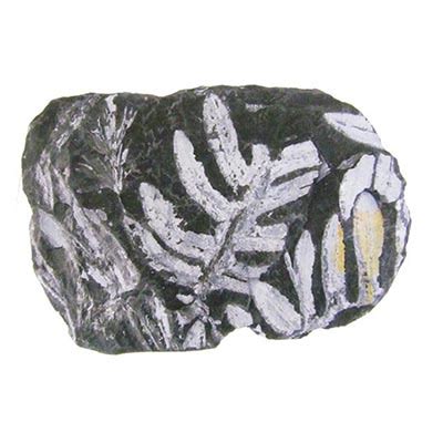 Sedimentary Rocks Coal