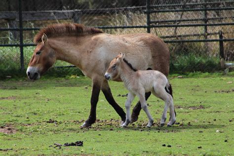 Seeing double! Two Takhi foals born at Dubbo Zoo | Taronga Conservation ...