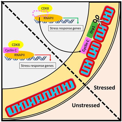 Biology | Free Full-Text | Cyclin C: The Story of a Non-Cycling Cyclin