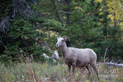 Female Bighorn Sheep in Glacier National Park Photograph by Brandon Alms | Pixels