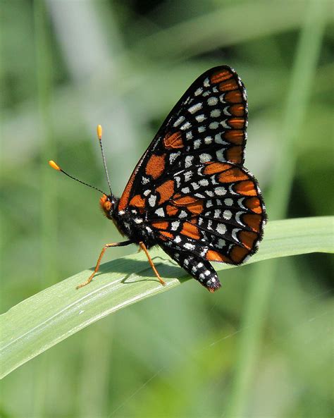 Baltimore Checkerspot Butterfly With Wings Folded Photograph by Doris ...