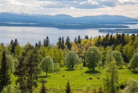 Nature of Sweden: Places, Plants and Animals