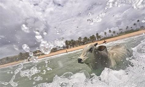 Harrowing moment a 94 stone bull drowns in the sea after escaping from a cattle fair | Daily ...