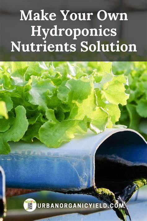 DIY Hydroponic Nutrient Solution | Hydroponic nutrient solution, Hydroponics, Aquaponic gardening