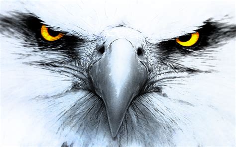 330+ Eagle HD Wallpapers | Background Images