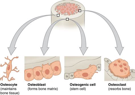 38.6: Bone - Cell Types in Bones - Biology LibreTexts