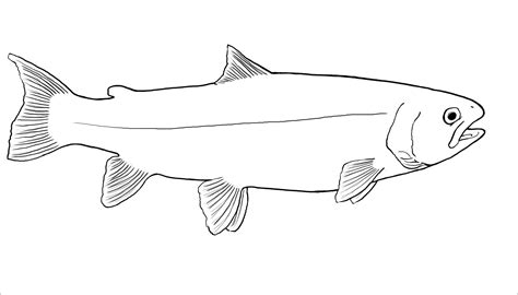 Salmon Coloring Pages - ColoringBay